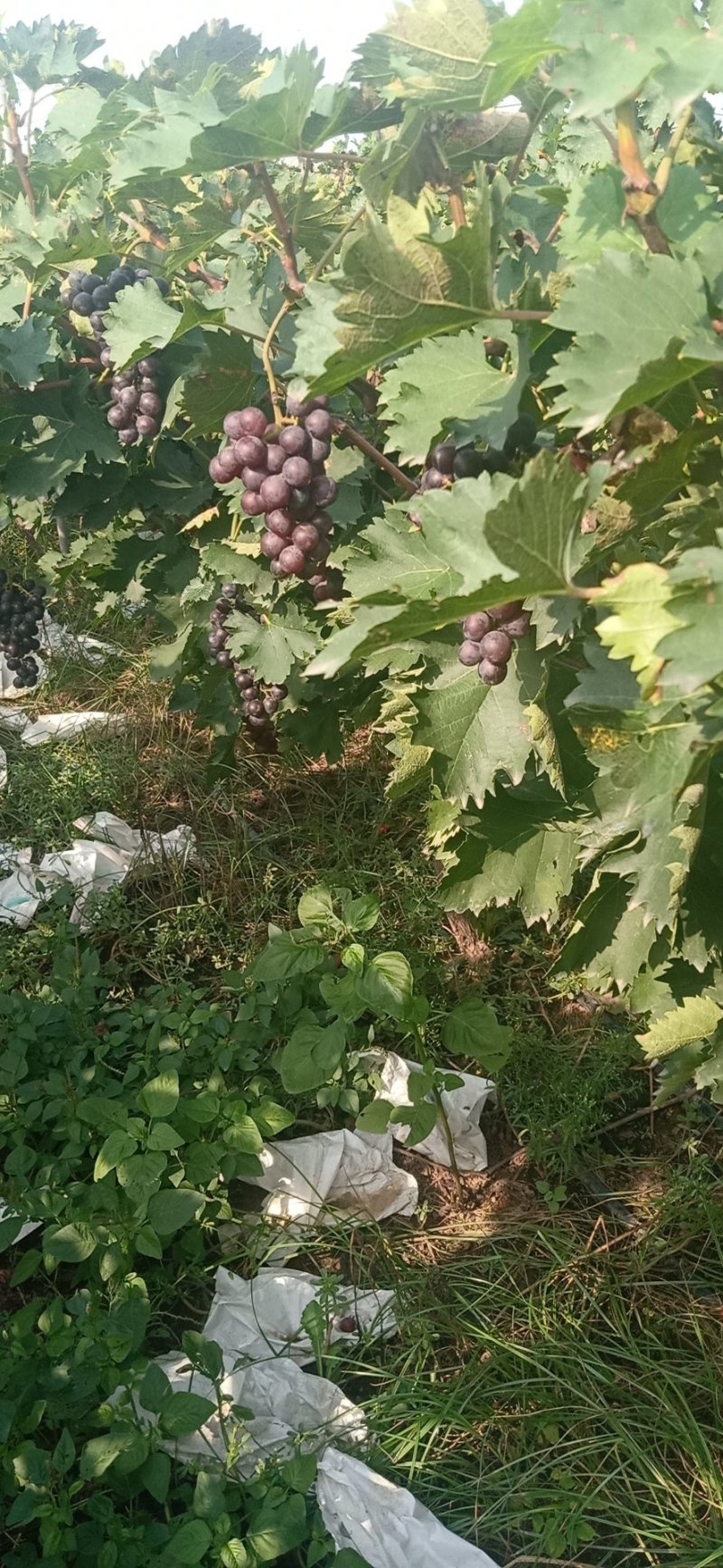 巨玫瑰葡萄