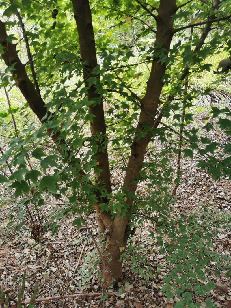 大量出售3-14公分的丛生三角枫，五角枫，元宝枫