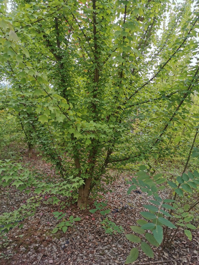 大量出售3-14公分的丛生三角枫，五角枫，元宝枫