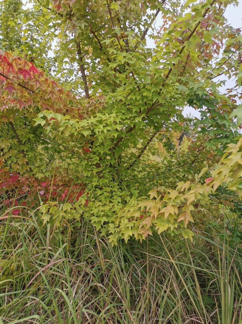 大量出售3-14公分的丛生三角枫，五角枫，元宝枫