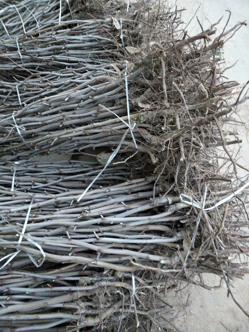 冬枣树苗基地直发山东滨州脆枣苗红枣大枣树苗包技术