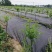 冬枣树苗基地直发山东滨州脆枣苗红枣大枣树苗包技术