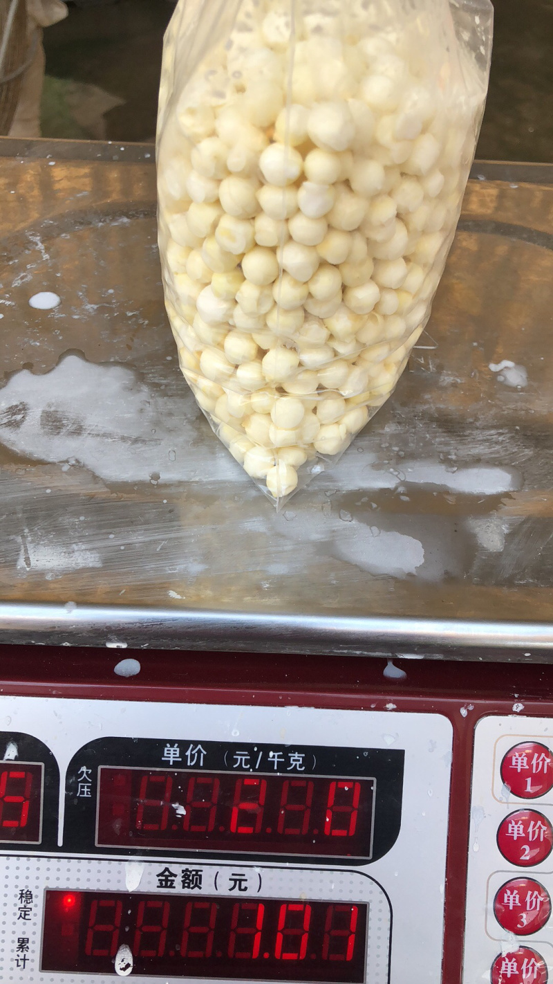 单亲妈妈创业，自主种植鲜苏芡