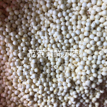 单亲妈妈创业，自主种植鲜苏芡