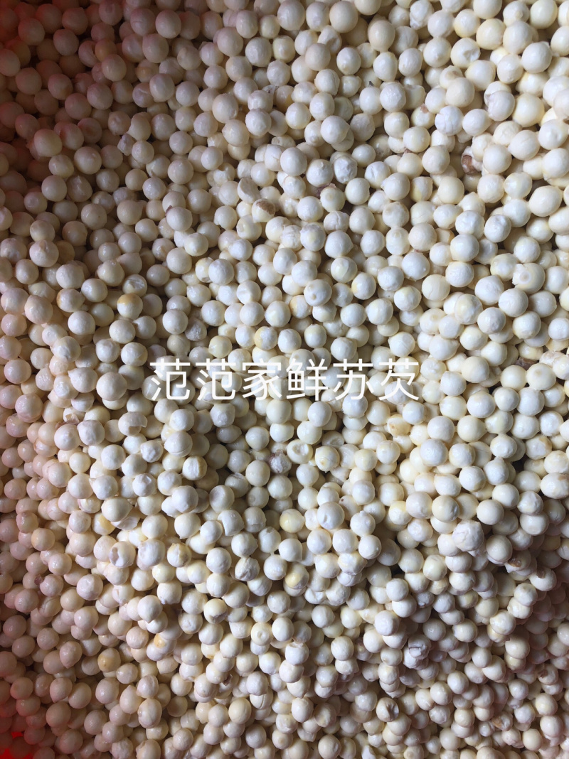 单亲妈妈创业，自主种植鲜苏芡