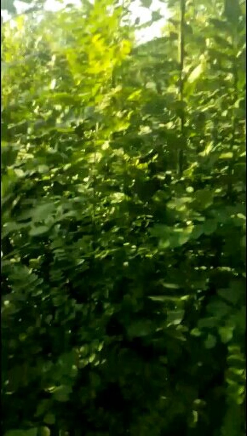 运城，阳丰甜柿树苗，摘下来就能吃，不用水泡，味美色好