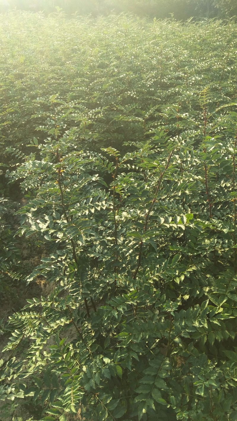 运城，阳丰甜柿树苗，摘下来就能吃，不用水泡，味美色好