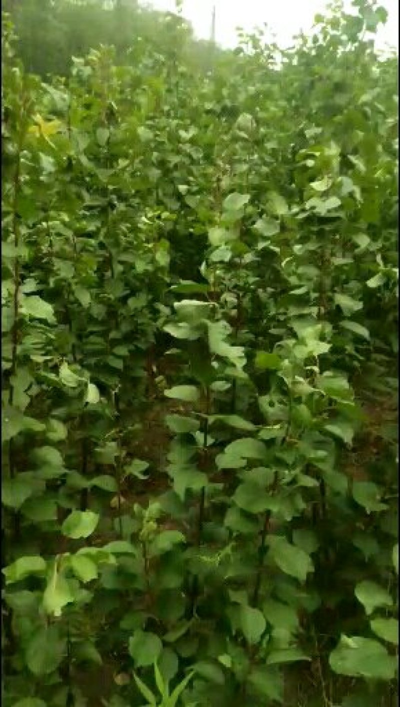 运城梨树苗玉露香梨树芽优良品种量大优惠有需要的客户联系