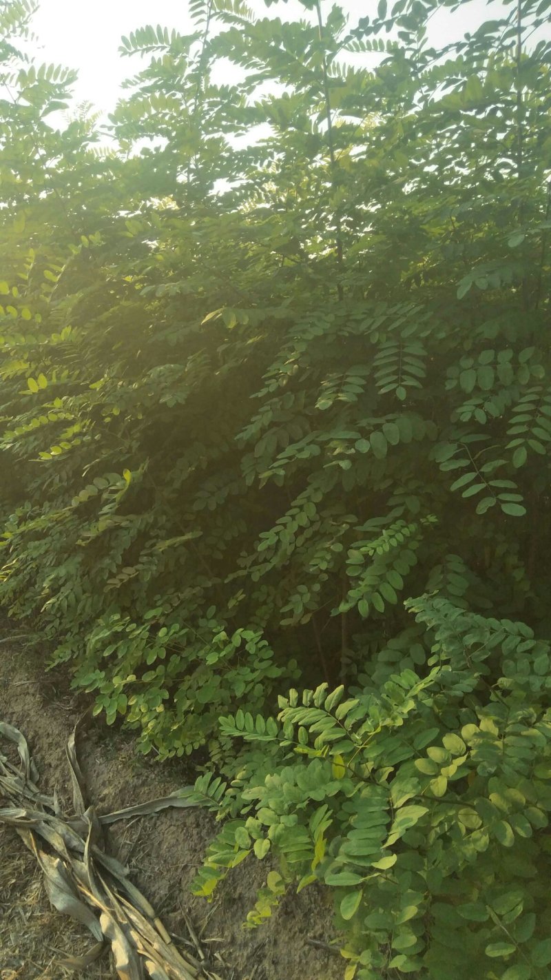 运城梨树苗玉露香梨树芽优良品种量大优惠有需要的客户联系