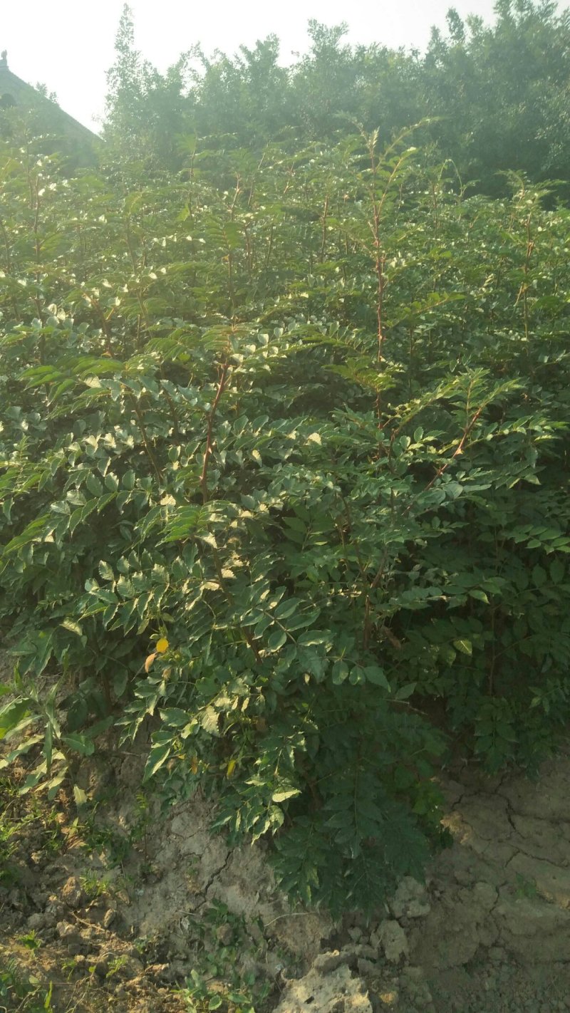 运城梨树苗玉露香梨树芽优良品种量大优惠有需要的客户联系