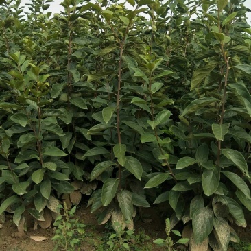 运城梨树苗玉露香梨树芽优良品种量大优惠有需要的客户联系
