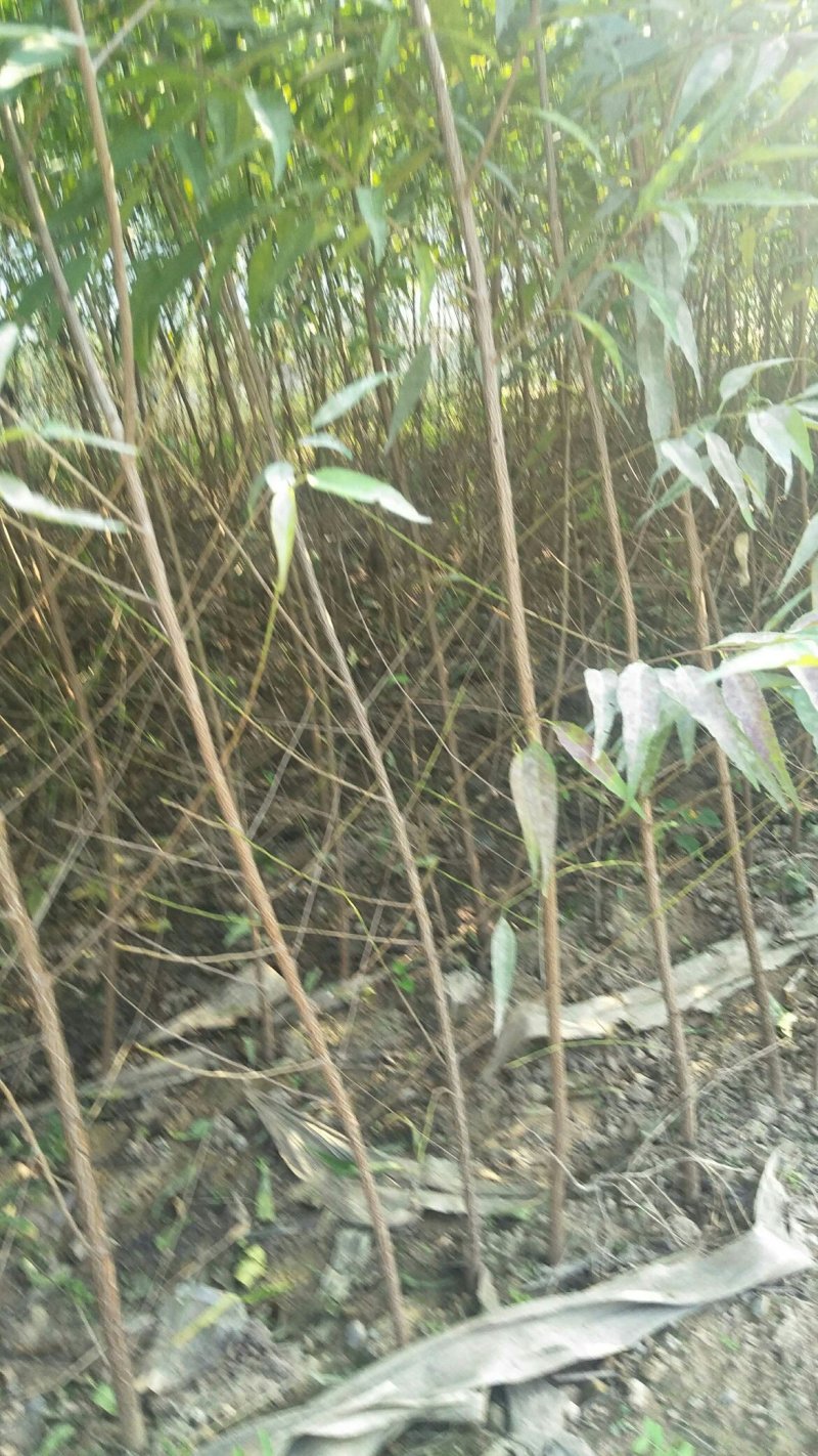 运城梨树苗玉露香梨树芽优良品种量大优惠有需要的客户联系