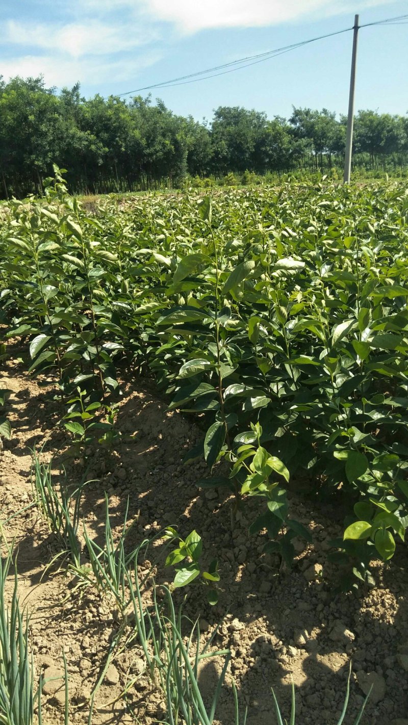 运城梨树苗玉露香梨树芽优良品种量大优惠有需要的客户联系