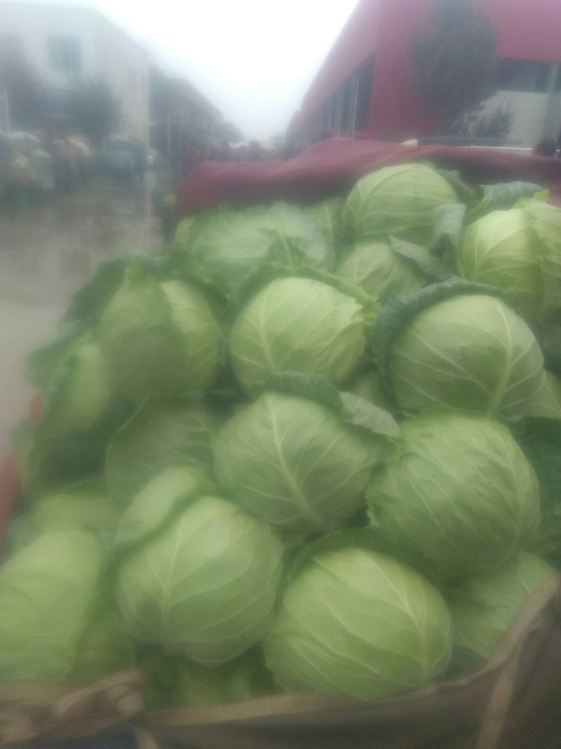 绿箭甘蓝