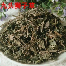 九头狮子草产地直供支持线上交易可搭配多品种采购