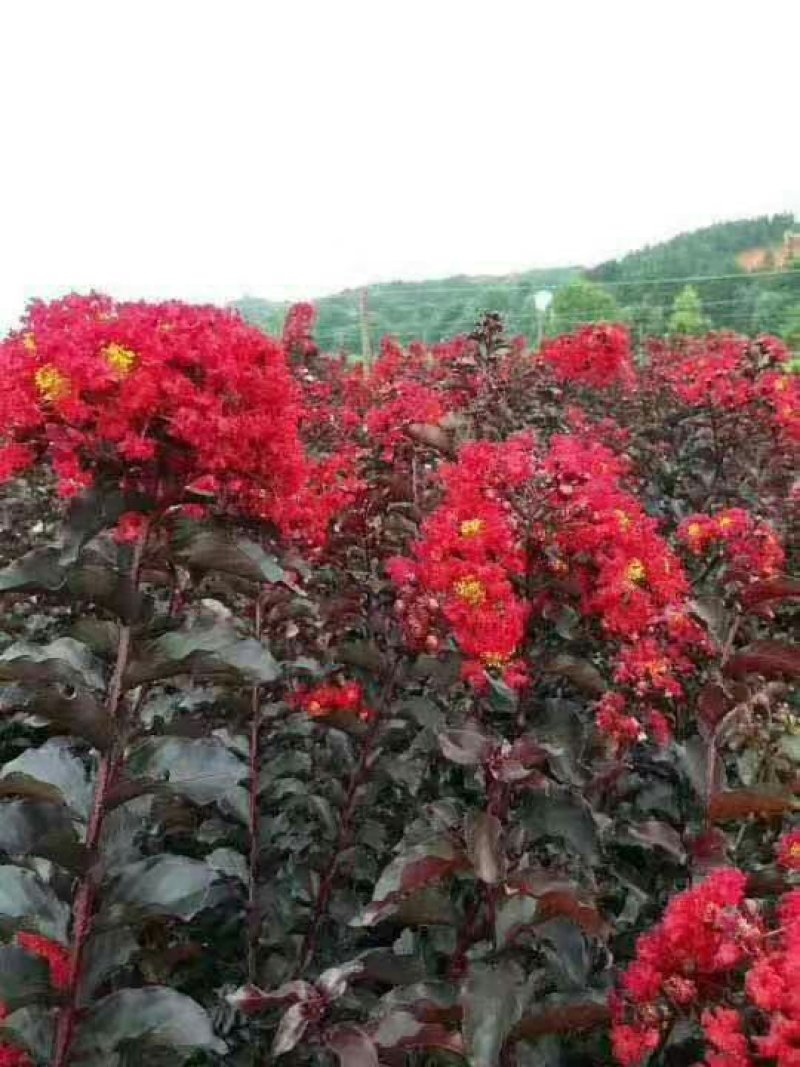 美国紫薇，红火球，红火箭，天鹅绒紫薇供应