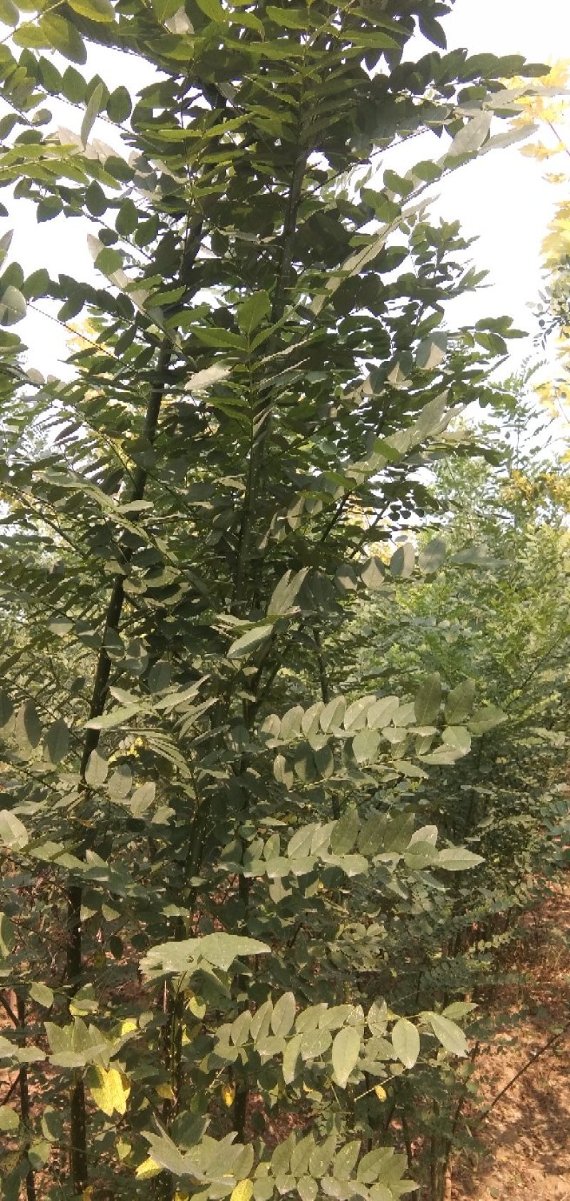 两年生国槐苗价格优惠