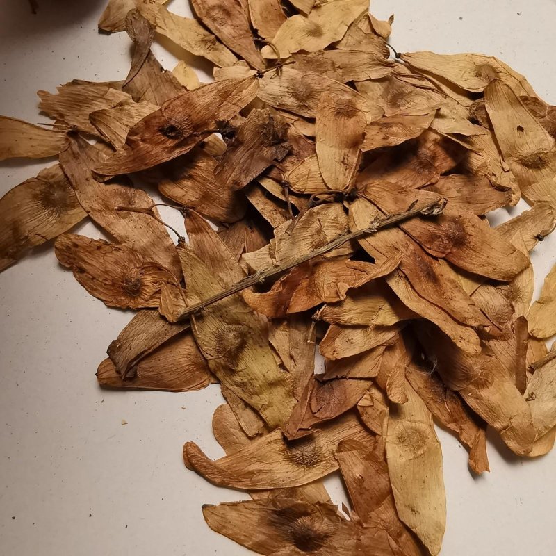 凤眼草.道地药材，质优价实，品质保证，药典标准一公斤起批