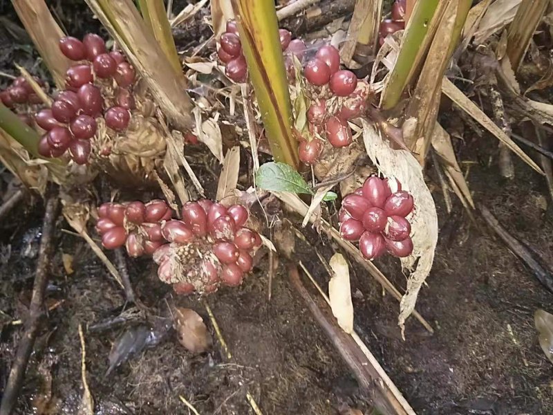 深山老林，自然生长，无农药化肥的