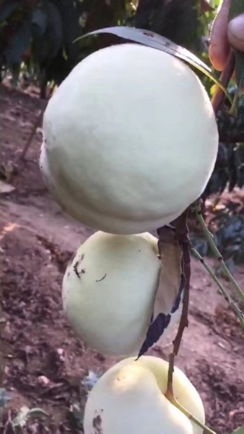 陕西金秋红蜜桃，中秋红桃，九月红，大量有货