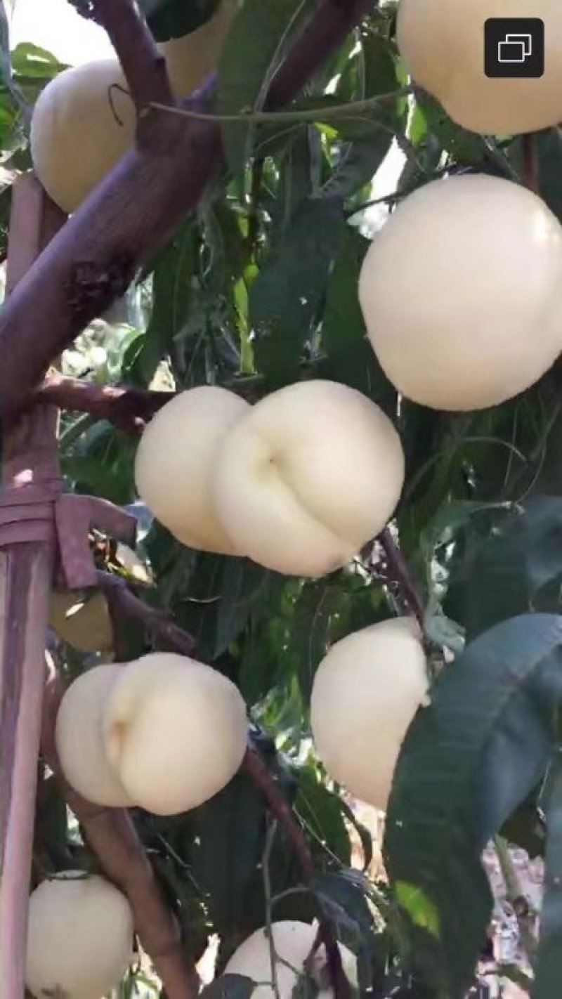 陕西金秋红蜜桃，中秋红桃，九月红，大量有货