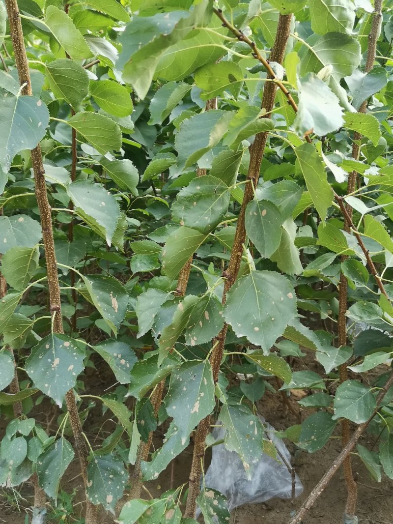 基地直发，沙金红杏树苗嫁接苗，当年开花结果。全国包邮，