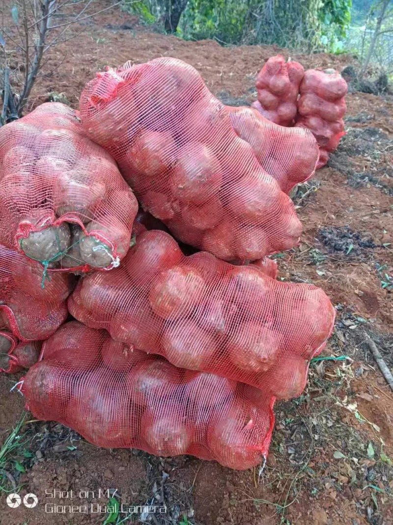 新鲜魔芋生魔芋魔芋豆腐食材，支持视频看货，支持在线交易