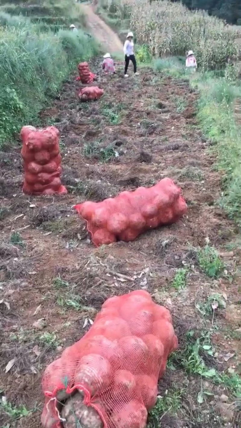 新鲜魔芋生魔芋魔芋豆腐食材，支持视频看货，支持在线交易