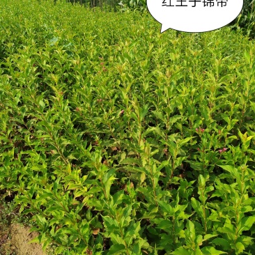 供应，红王子锦带60-1.20高4个分枝以上