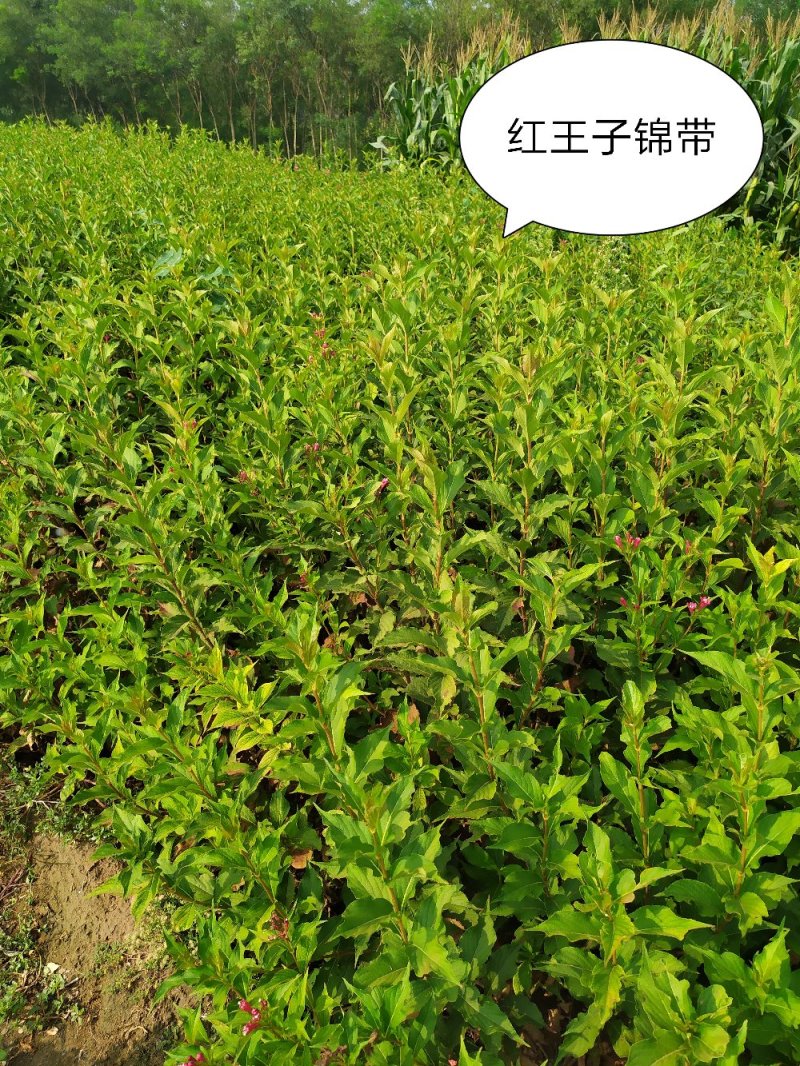 供应，红王子锦带60-1.20高4个分枝以上