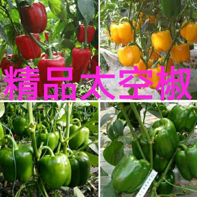 太空椒，圆椒，温室面积万亩以上，欢迎来收购，合作共赢。