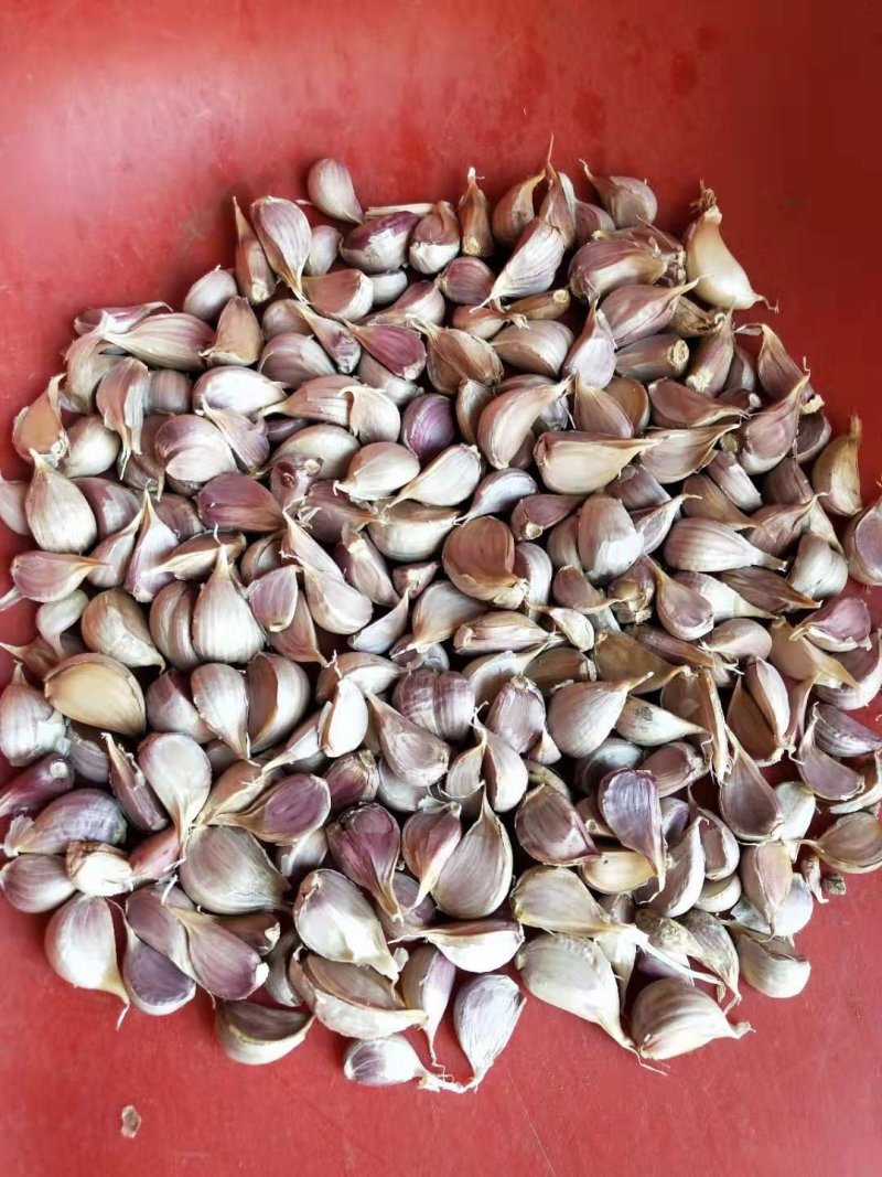 徐州红根蒜苗种子，纯手工剥蒜瓣川蒜香蒜紫皮苔蒜瓣