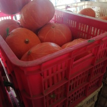 南瓜🎃