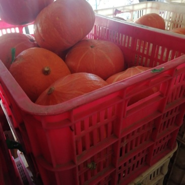 南瓜🎃
