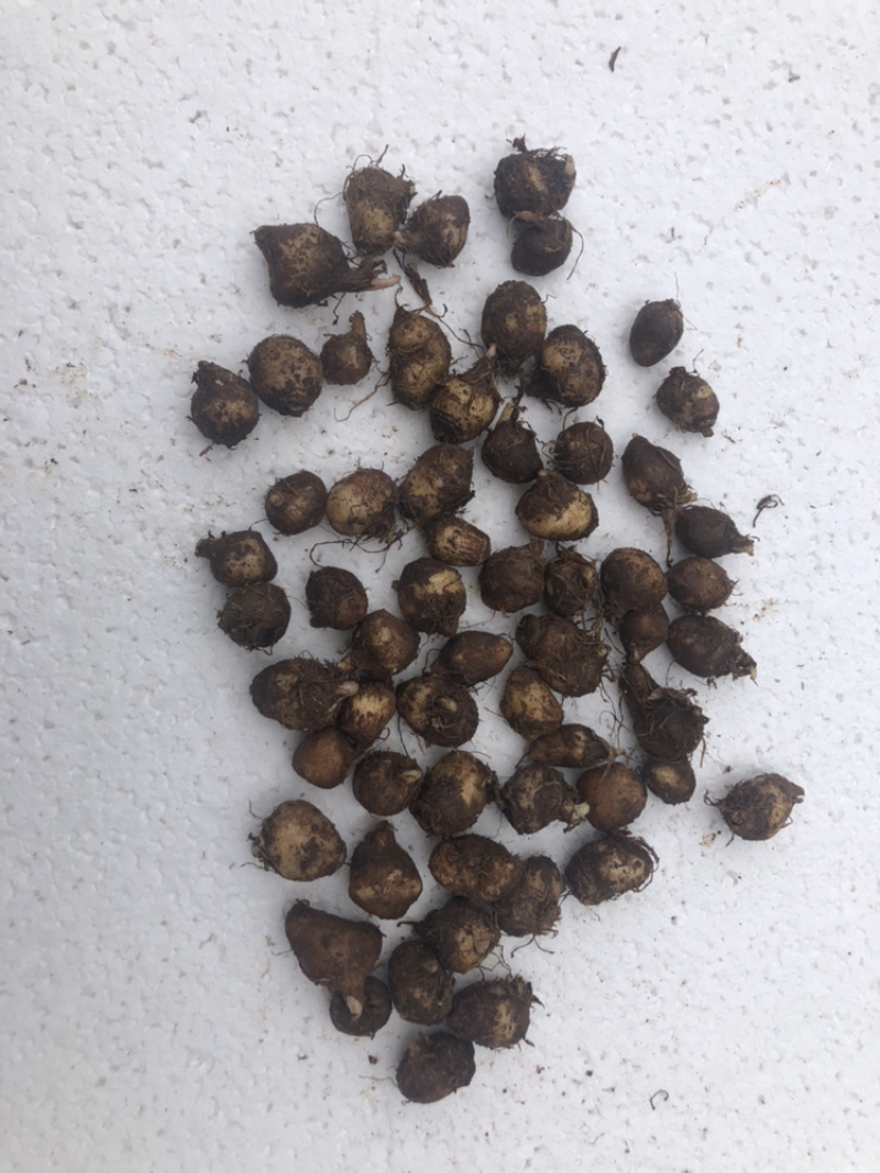 半夏种茎精品选择苗，专利技术