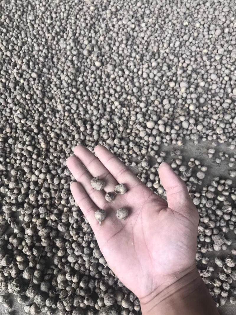半夏种茎精品选择苗，专利技术