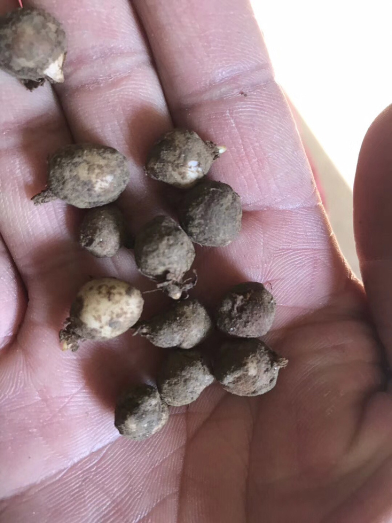半夏种茎精品选择苗，专利技术