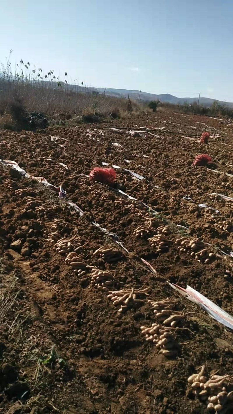 牛尾山药苗