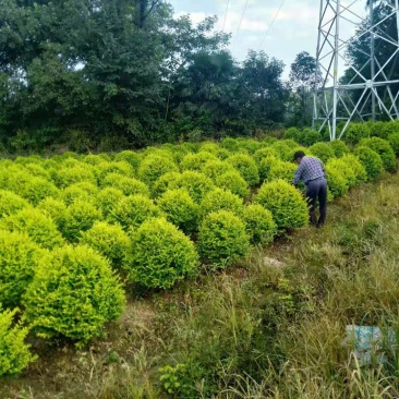 大量供应精品金森女贞树树型优美天诚苗圃