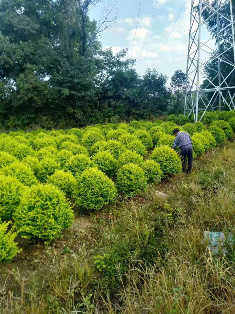 大量供应精品金森女贞树树型优美天诚苗圃