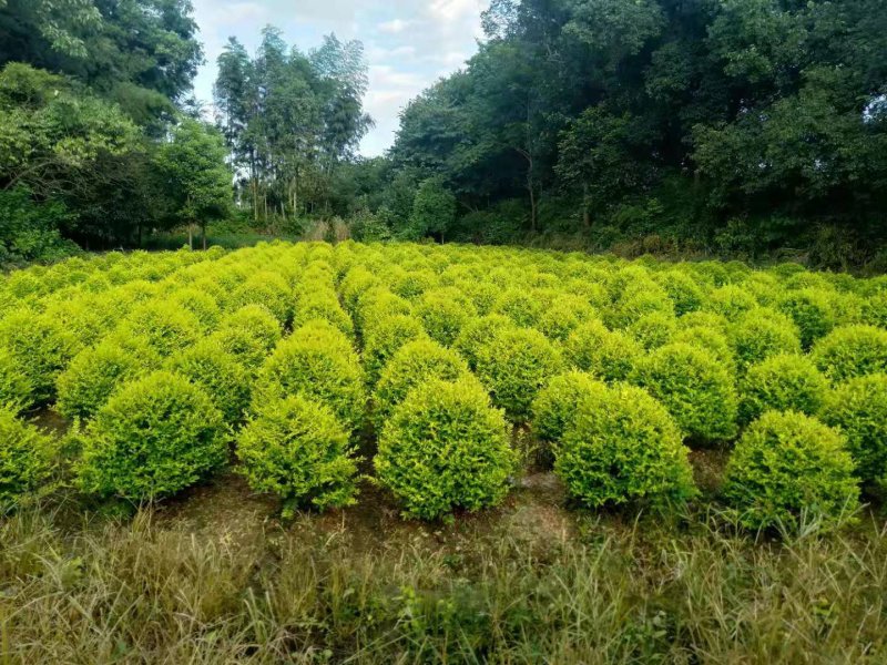 大量供应精品金森女贞树树型优美天诚苗圃