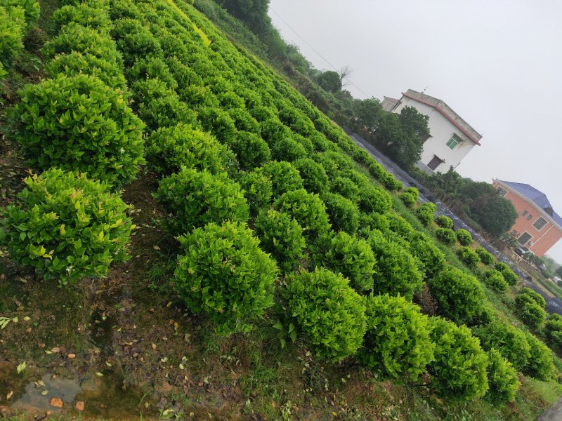 大量供应精品金森女贞树树型优美天诚苗圃