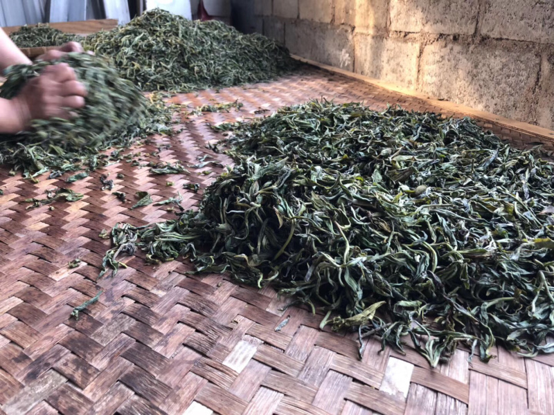 2019年千家寨千年野茶老茶客的标杆茶