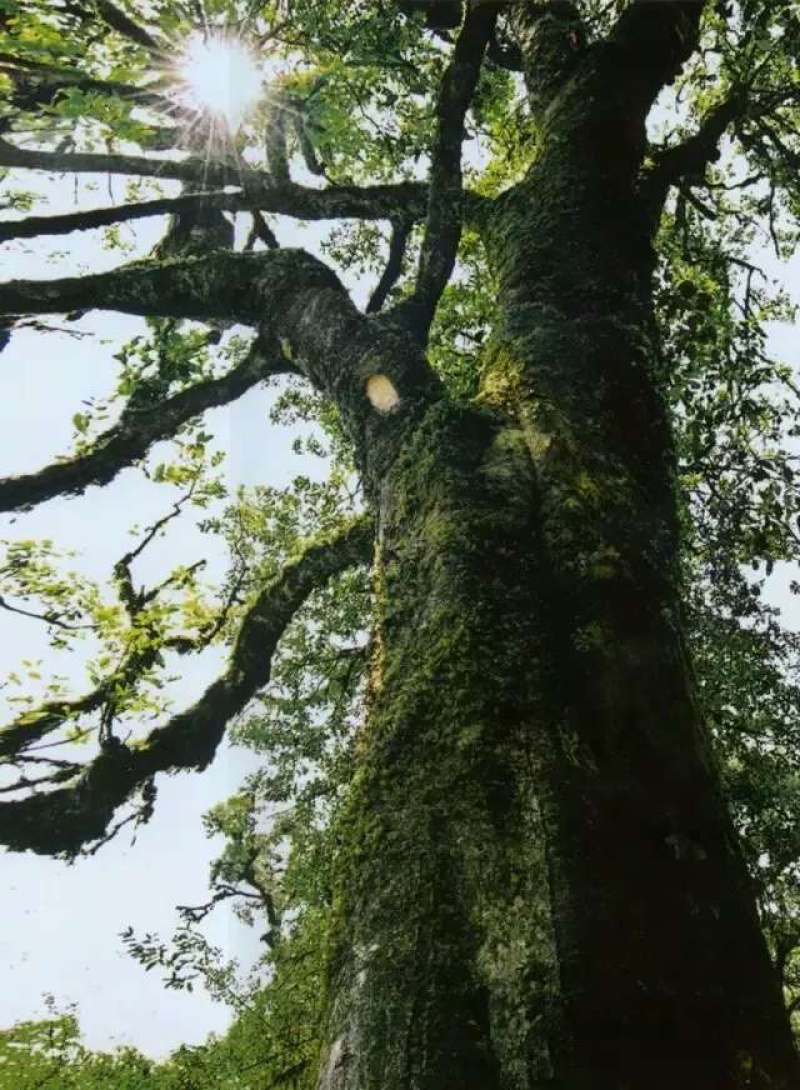 2019年千家寨千年野茶老茶客的标杆茶