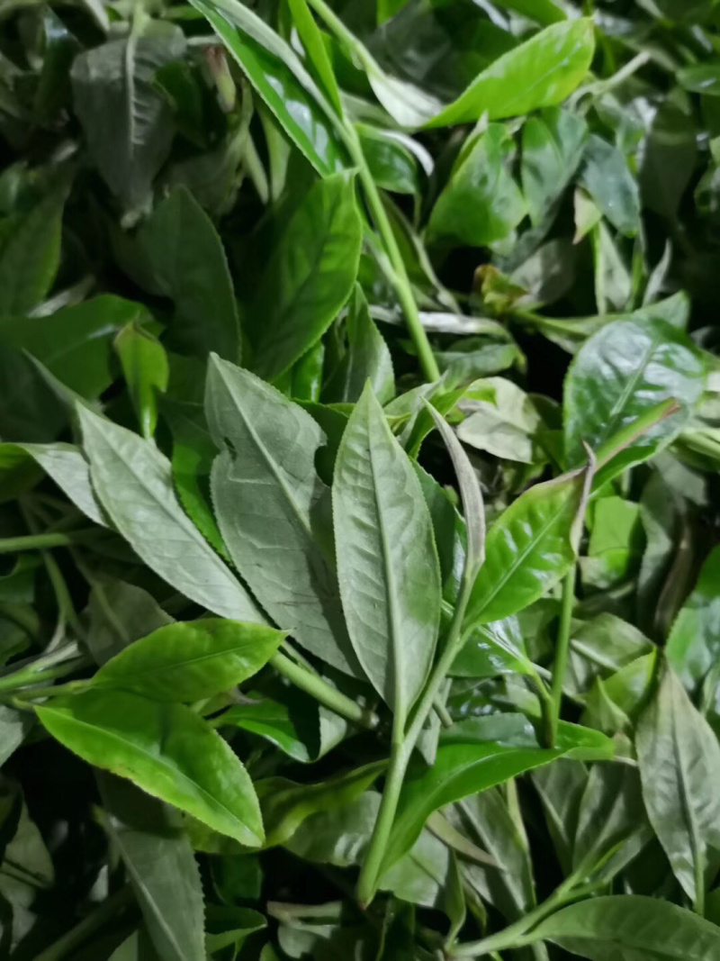 2019年千家寨千年野茶老茶客的标杆茶