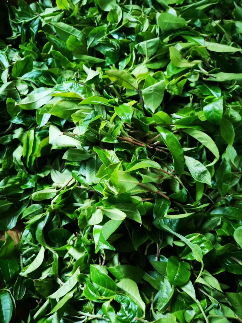 2019年千家寨千年野茶老茶客的标杆茶