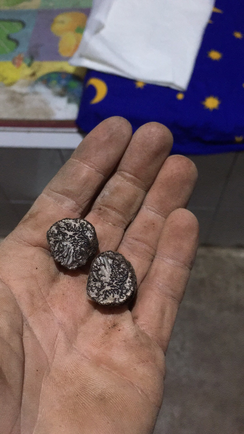 黑松露鲜货