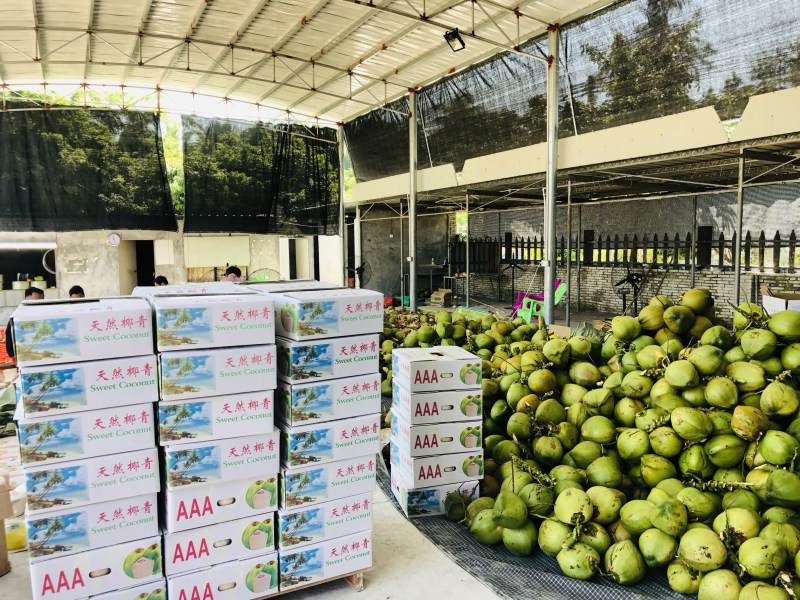 海南天然椰青9个装一件代发