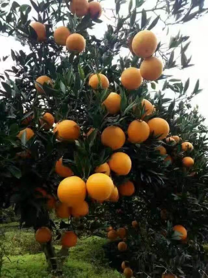 九月红果冻橙.长虹.纽荷尔.普脐产地直发！
