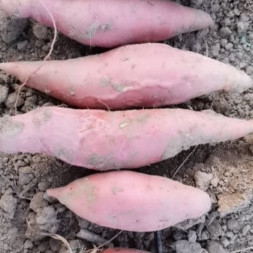 烟薯25，（蜜薯）